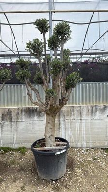 Olivenbaum - Olea europaea pon pon 70 cipressino Olivenbaum - 250 cm inkl. Topf