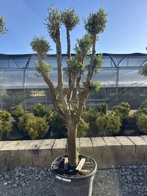 Olivenbaum - Olea europaea pon pon 60 cipressino Olivenbaum - 250 cm inkl. Topf