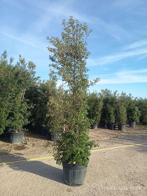 Stechpalme - Eiche - Quercus ilex - 230 cm inkl. Topf kaufen