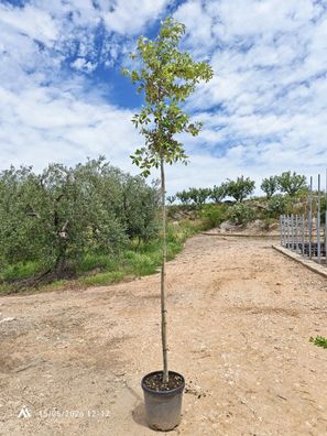 Stechpalme - Eiche - Quercus ilex - 350 cm inkl. Topf kaufen