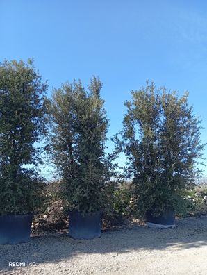 Stechpalme - Eiche - Quercus ilex - 570 cm inkl. Topf kaufen