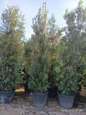 Stechpalme - Eiche - Quercus ilex - 300 cm inkl. Topf kaufen