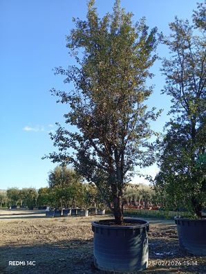 Stechpalme - Eiche - Quercus ilex - 700 cm inkl. Topf kaufen