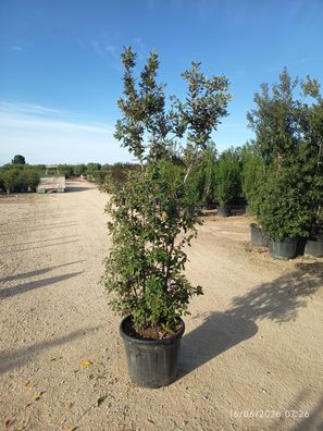 Stechpalme - Eiche - Quercus ilex - 190 cm inkl. Topf kaufen