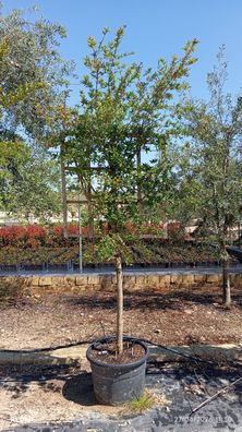 Granatapfelbaum - Punica granatum Granatapfel Spalier - 210 cm inkl. Topf kaufen