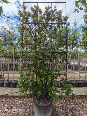 Stechpalme - Quercus ilex Spalier - 370 cm inkl. Topf kaufen