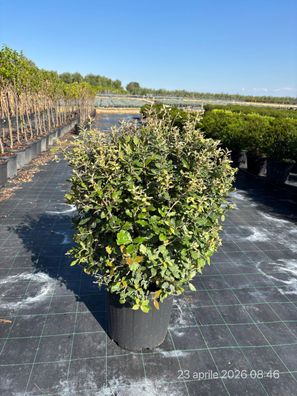 Stechpalme - Eiche - Quercus ilex palla Kugel - 95 cm inkl. Topf kaufen