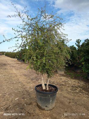 Pflanze - Eiche - Quercus suber Mehrstämmig - 210 cm inkl. Topf kaufen