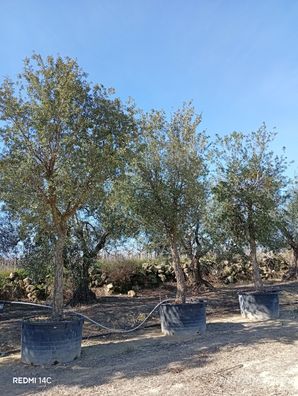 Pflanze - Quercus suber - 530 cm inkl. Topf kaufen