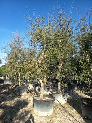 Pflanze - Eiche - Quercus suber - 350 cm inkl. Topf kaufen