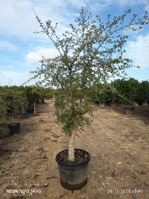 Pflanze - Eiche - Quercus suber - 210 cm inkl. Topf kaufen