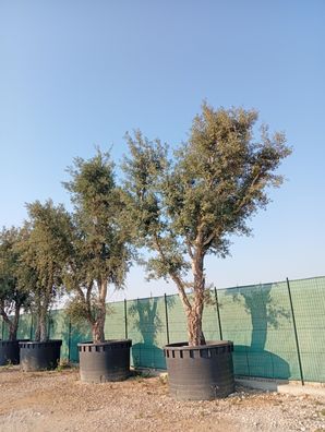 Pflanze - Eiche - Quercus suber - 600 cm inkl. Topf kaufen