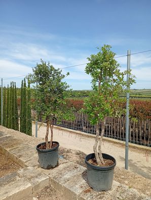 Pflanze - Eiche - Quercus suber Mehrstämmig - 180 cm inkl. Topf kaufen