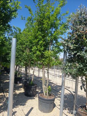 Pflanze - Eiche - Quercus pubescens Mehrstämmig - 300 cm inkl. Topf kaufen