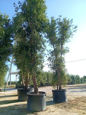 Pflanze - Eiche - Quercus suber - 670 cm inkl. Topf kaufen