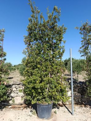 Stechpalme - Eiche - Quercus ilex Spalier - 320 cm inkl. Topf kaufen