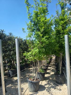 Pflanze - Eiche - Quercus pubescens Mehrstämmig - 350 cm inkl. Topf kaufen