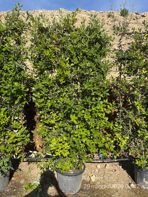 Stechpalme - Eiche - Quercus ilex Spalier - 195 cm inkl. Topf kaufen