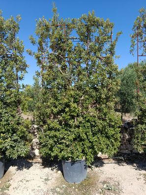 Stechpalme - Quercus ilex Spalier - 320 cm inkl. Topf kaufen