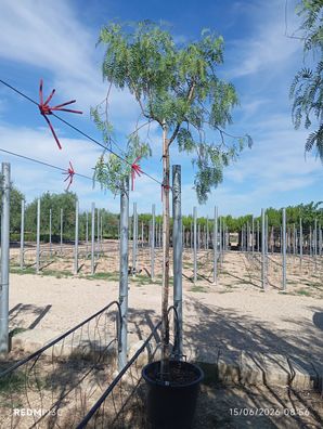 Pflanze - Gartenpflanze - Schinus molle - 350 cm inkl. Topf kaufen
