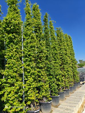 Gartenpflanze - Rhyncospermum jasmin. - 500 cm inkl. Topf kaufen