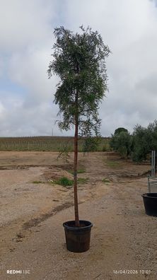 Pflanze - Gartenpflanze - Schinus terebinthifolia - 255 cm inkl. Topf kaufen