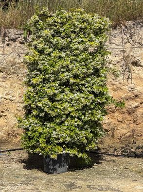 Gartenpflanze - Rhyncospermum jasmin. Spalier - 215 cm inkl. Topf kaufen