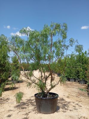 Pflanze - Gartenpflanze - Schinus molle - 300 cm inkl. Topf kaufen
