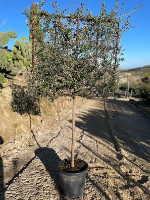 Pflanze - Eiche - Quercus suber Spalier - 220 cm inkl. Topf kaufen