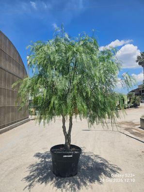 Pflanze - Gartenpflanze - Schinus molle - 320 cm inkl. Topf kaufen
