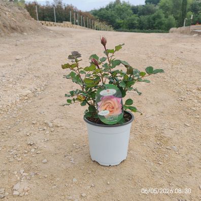 Pflanze - Gartenpflanze - Rosa grandiflora Tikal - 35 cm inkl. Topf kaufen