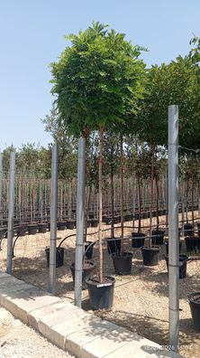 Pflanze - Gartenpflanze - Robinia pseu. umbraculifera - 280 cm inkl. Topf kaufen