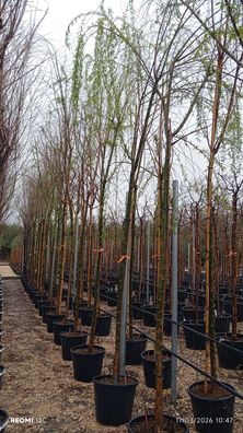 Pflanze - Weide - Salix babylonica - 385 cm inkl. Topf kaufen