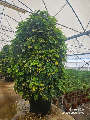 Pflanze - Strahlenaralie - Schefflera arboricola variegata - 330 cm inkl. Topf k