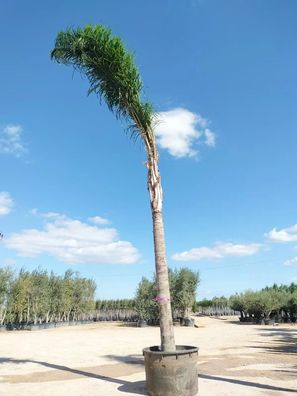 Königinpalme - Syagrus rom. (Cocos plumosa) Cocos Plumosa - 780 cm kaufen
