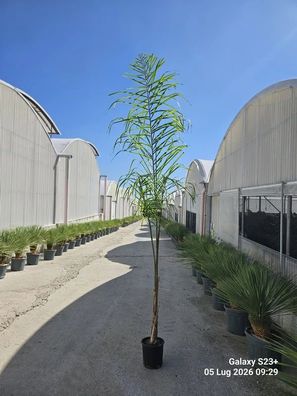 Königinpalme - Syagrus rom. (Cocos plumosa) Cocos Plumosa - 285 cm kaufen