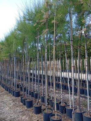 Pflanze - Gartenpflanze - Tamarix ramosissima - 320 cm inkl. Topf kaufen