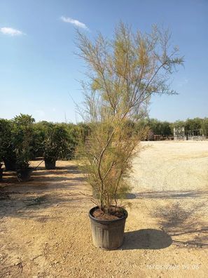 Pflanze - Gartenpflanze - Tamarix ramosissima - 250 cm inkl. Topf kaufen