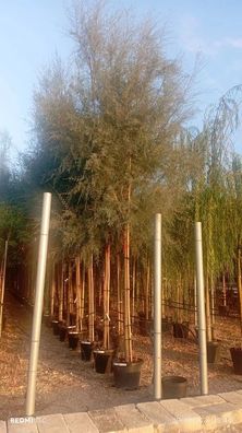 Pflanze - Gartenpflanze - Tamarix africana - 335 cm inkl. Topf kaufen