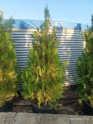 Pflanze - Gartenpflanze - Thuja occidentalis smaragd - 225 cm inkl. Topf kaufen