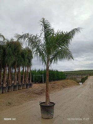 Königinpalme - Syagrus rom. (Cocos plumosa) Cocos Plumosa kaufen