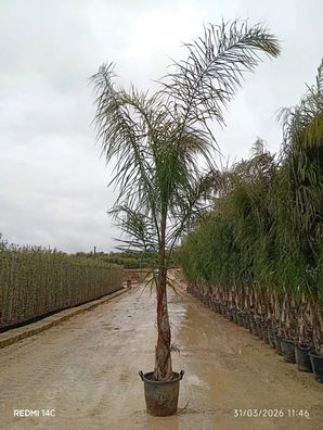 Königinpalme - Syagrus rom. (Cocos plumosa) Cocos Plumosa - 400 cm kaufen