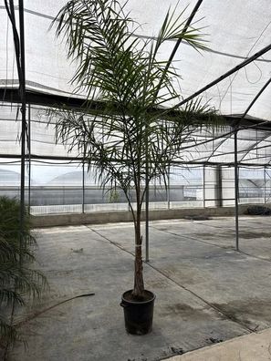 Königinpalme - Syagrus rom. (Cocos plumosa) Cocos Plumosa - 300 cm kaufen