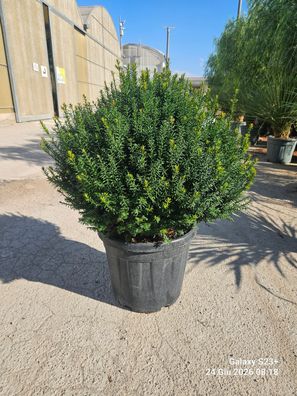 Pflanze - Eibe - Taxus baccata palla 40 (E.Q.) E.Q. - 80 cm inkl. Topf kaufen