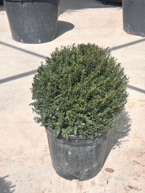 Pflanze - Eibe - Taxus baccata palla 40 - 60 cm inkl. Topf kaufen