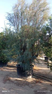 Pflanze - Gartenpflanze - Tamarix africana - 400 cm inkl. Topf kaufen