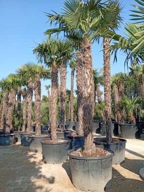 Hanfpalme - Trachycarpus fortunei - 270 cm inkl. Topf kaufen