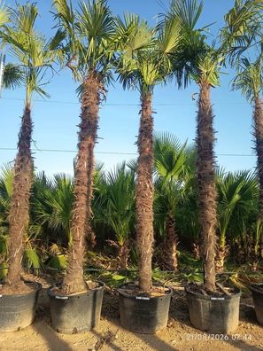 Hanfpalme - Trachycarpus fortunei - 500 cm inkl. Topf kaufen