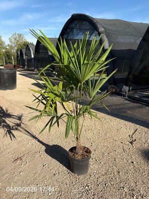 Hanfpalme - Trachycarpus fortunei - 100 cm inkl. Topf kaufen