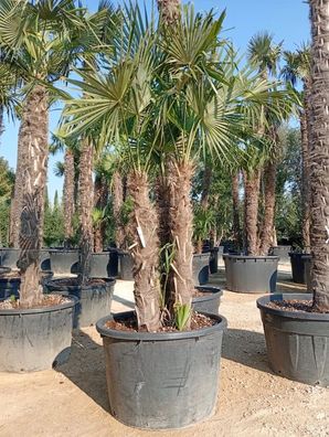 Hanfpalme - Trachycarpus fortunei - 300 cm inkl. Topf kaufen